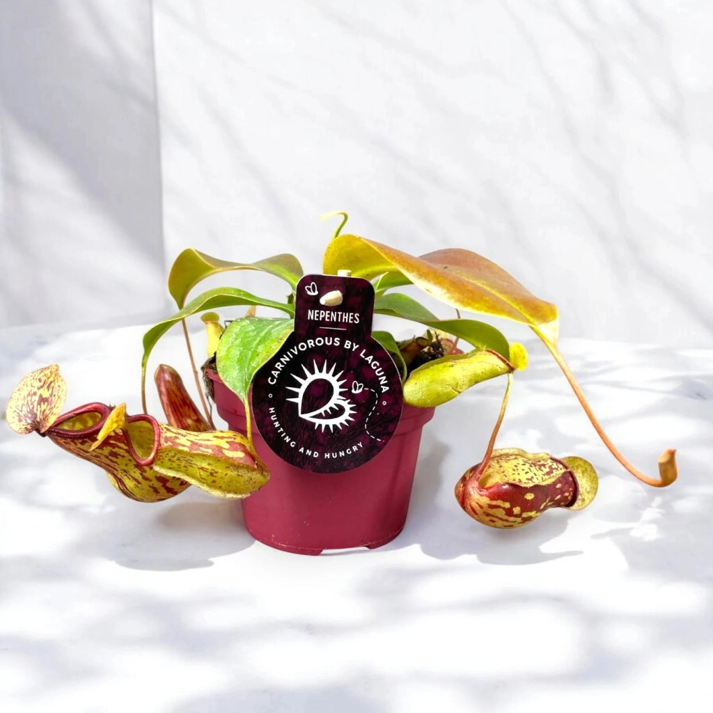Gardenaria Nepenthes 'Gaya' - Pianta da interno ornamentale Altezza: 17 cm (vaso 12)