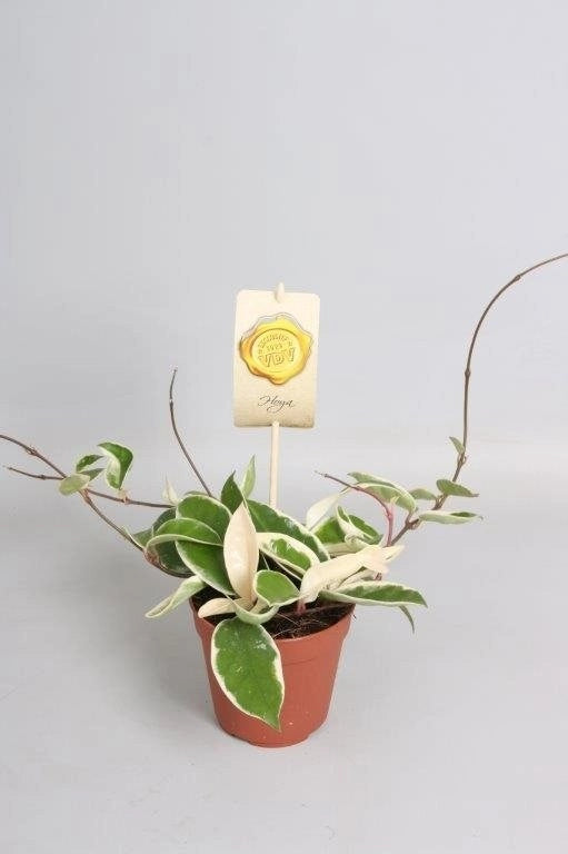Hoya Carnosa Krimson Queen, fiori di cera pianta grassa foto reali vaso 9cm