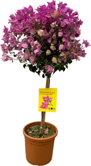 Bougainvillea su stelo - Pianta da giardino - Altezza 90-110 cm - Diametro del vaso Ø21cm