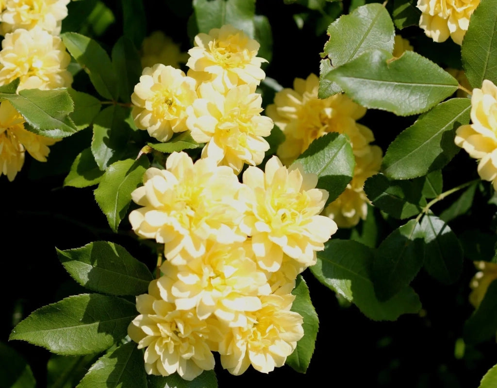 Gardenaria Rosa 'Banksiae Lutea Plena' - Rosa da giardino Altezza: 90/100 cm (vaso 19)