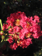 Gardenaria Lagerstroemia indica 'Red Imperator' - Arbusto ornamentale da giardino Altezza: 40/60 cm (vaso19)