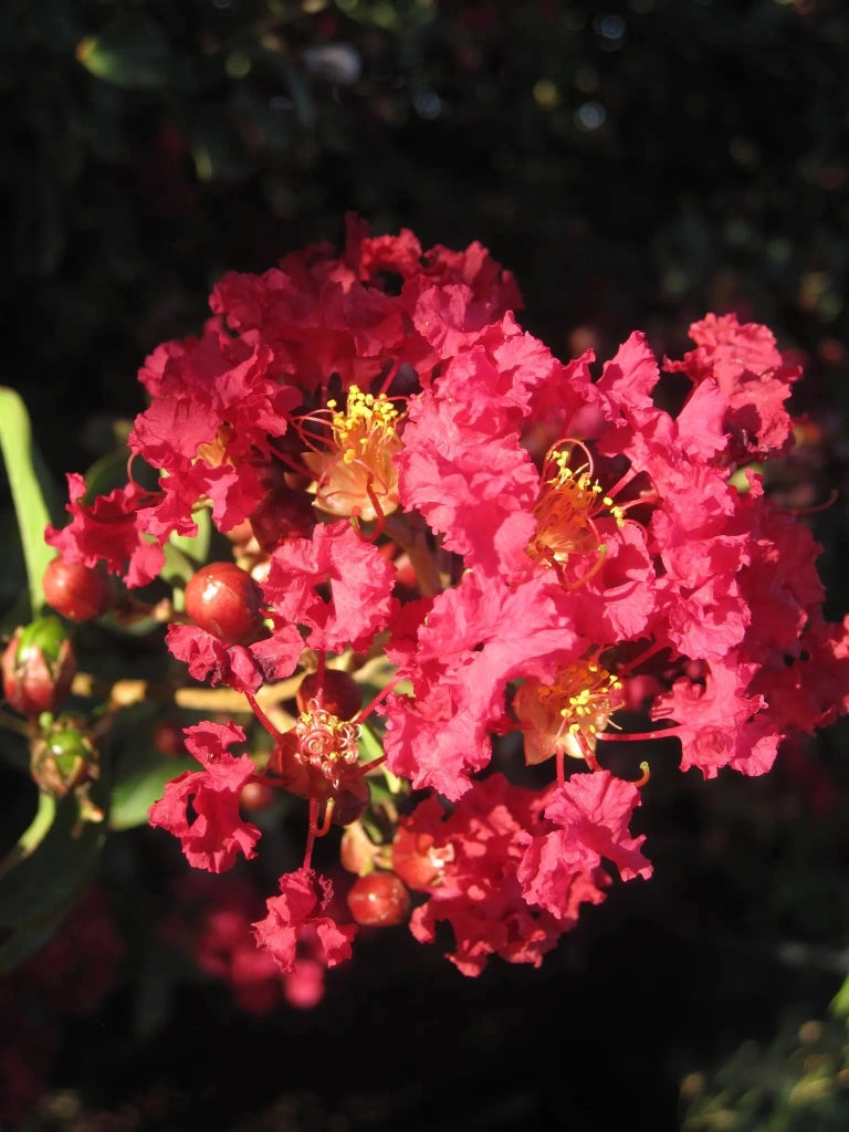 Gardenaria Lagerstroemia indica 'Red Imperator' - Arbusto ornamentale da giardino Altezza: 40/60 cm (vaso19)