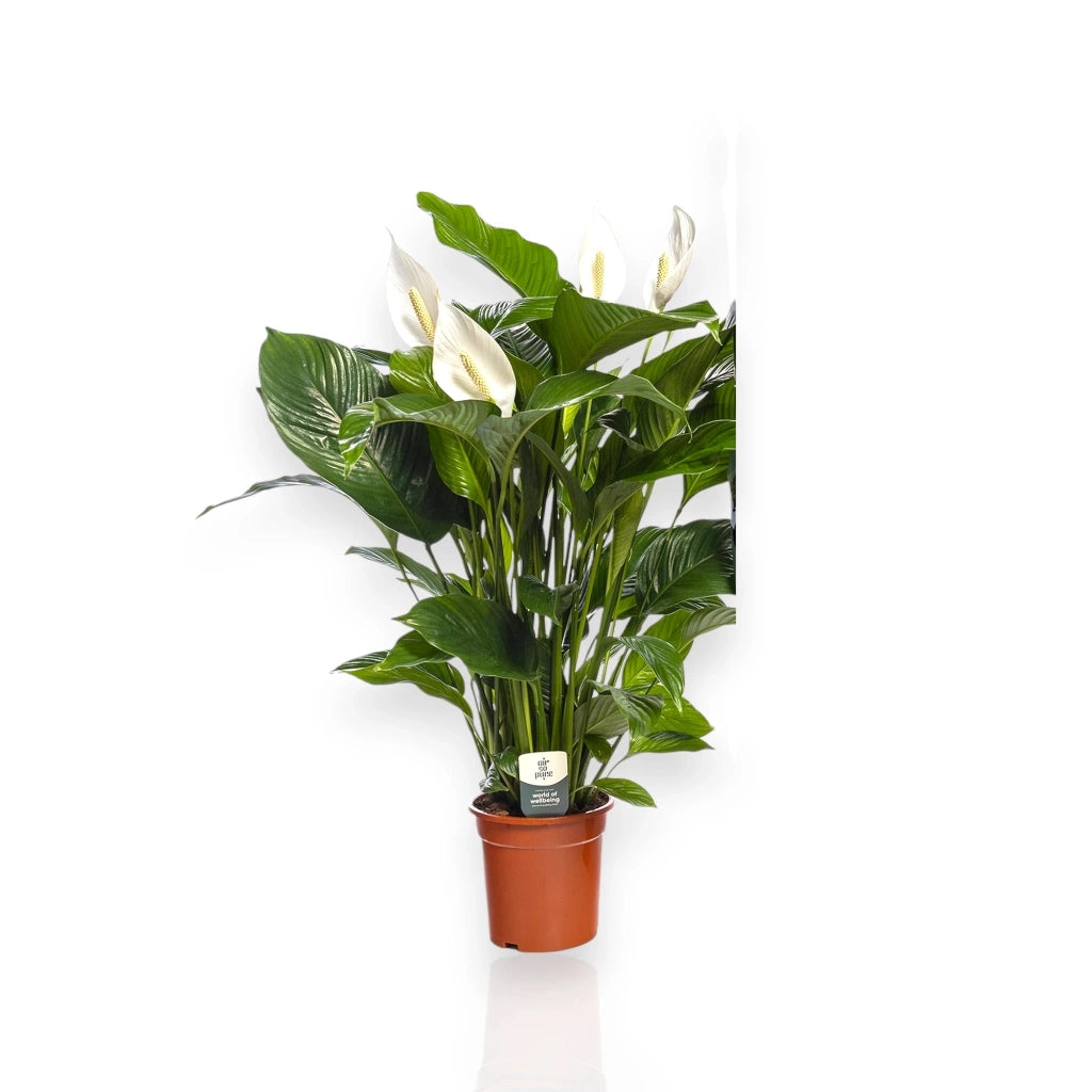 Gardenaria Spathiphyllum 'Sweet Lauretta' - Pianta da interno ornamentale Altezza: 80 cm (vaso 19)