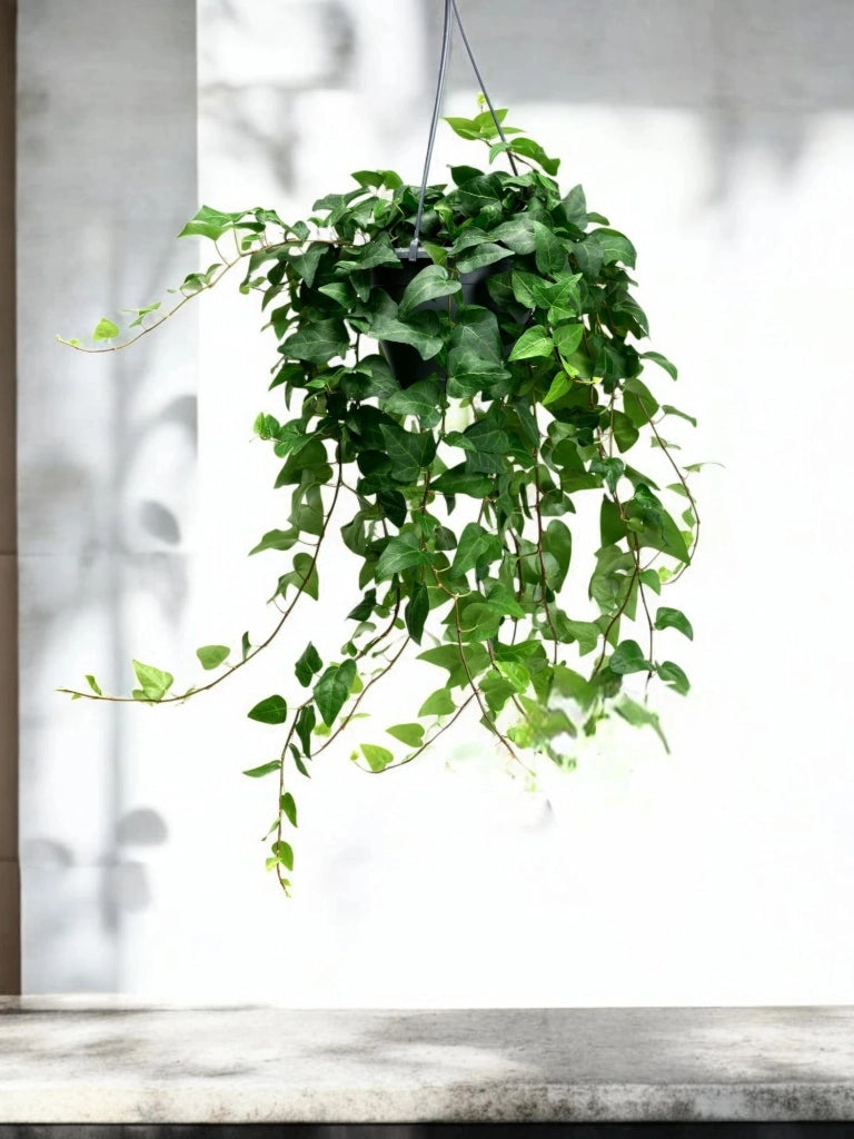 Gardenaria Edera - Hedera helix 'Mein Herz' - Pianta da interno ornamentale Altezza: 50 cm (vaso 19)