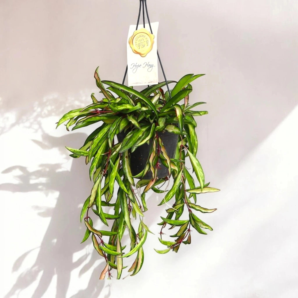 Gardenaria Hoya wayetii 'Tricolor' - Pianta da interno ornamentale Altezza: 15 cm (vaso 12)