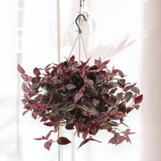 Gardenaria Tradescantia 'Jewel Red' - Pianta da interno ornamentale Altezza: 25 cm (vaso 17)