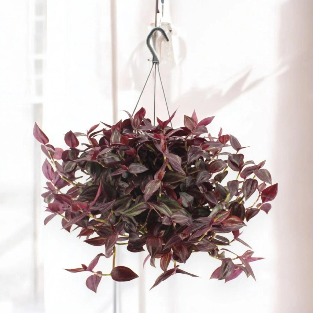 Gardenaria Tradescantia 'Jewel Red' - Pianta da interno ornamentale Altezza: 25 cm (vaso 17)