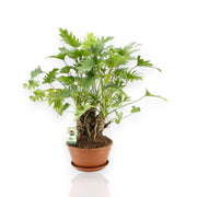 Gardenaria Philodendron 'Xanadu' - Pianta da interno ornamentale Altezza: 40/50 cm (vaso22)