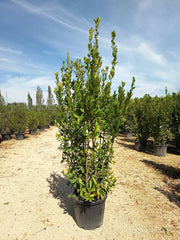 LAURUS NOBILIS (ALLORO) CESPUGLIO VASO 55 H.200/250