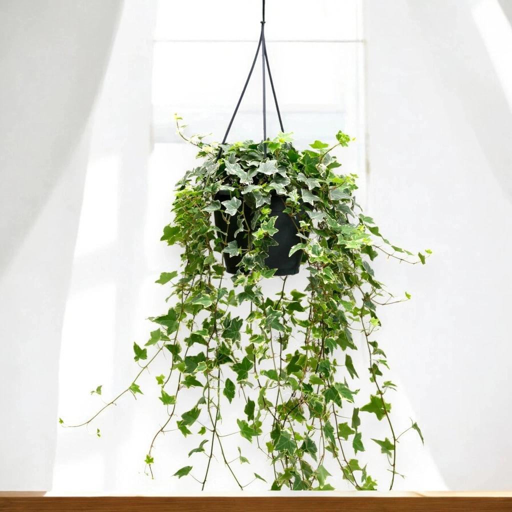 Gardenaria Edera - Hedera helix 'Eva' - Pianta da interno ornamentale Altezza: 50 cm (vaso 19)