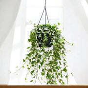 Gardenaria Edera - Hedera helix 'Eva' - Pianta da interno ornamentale Altezza: 50 cm (vaso 19)