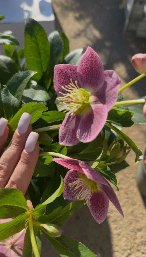 Elleboro orientale “Single” – Perenne elegante a fiore semplice per fioriture precoci (foto reali) Colore: Bianco