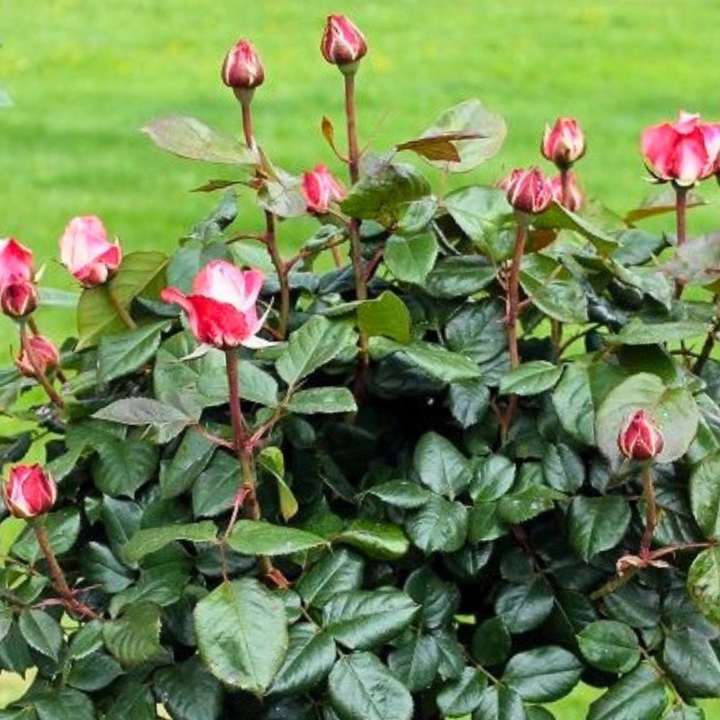 Gardenaria Rosa 'Nostalgie' - Rosa da giardino Altezza: 40/50 cm (vaso20)