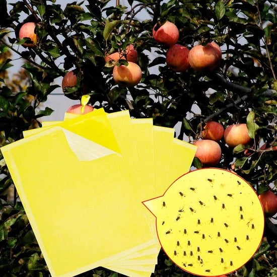 Trappola Adesiva a Doppia Faccia Gialla con Cavo e Cinture Adesive per 30 Unità - Adesivi per Mosche per Coltivi Frutteti e Protezione Ciliegie - Trappola per Insetti (19,8 x 14 cm)