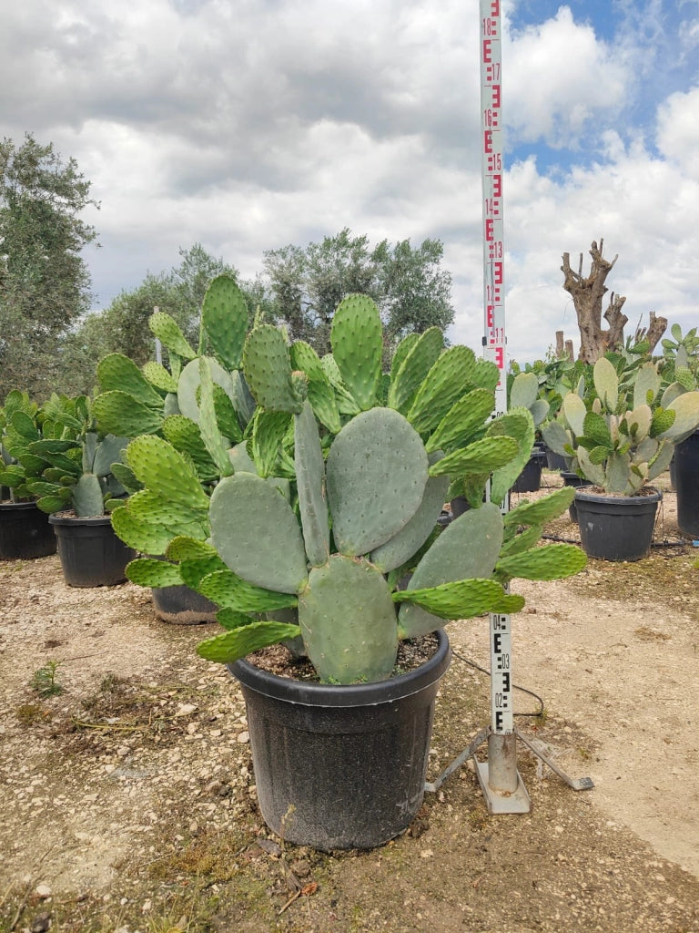 OPUNTIA FICUS INDICA (FICO D'INDIA) VASO 60 Lt.90
