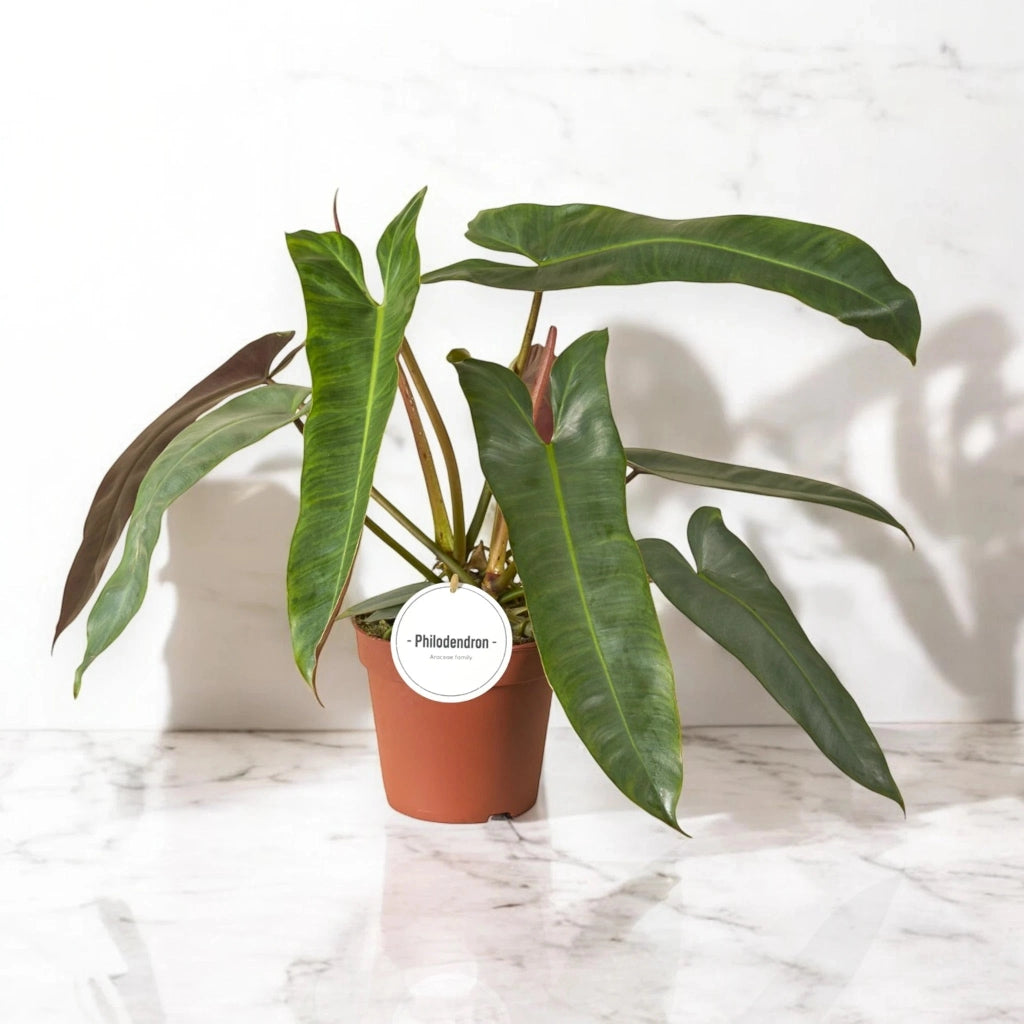 Gardenaria Philodendron atabapoense - Pianta da interno ornamentale Altezza: 30 cm (vaso 12)
