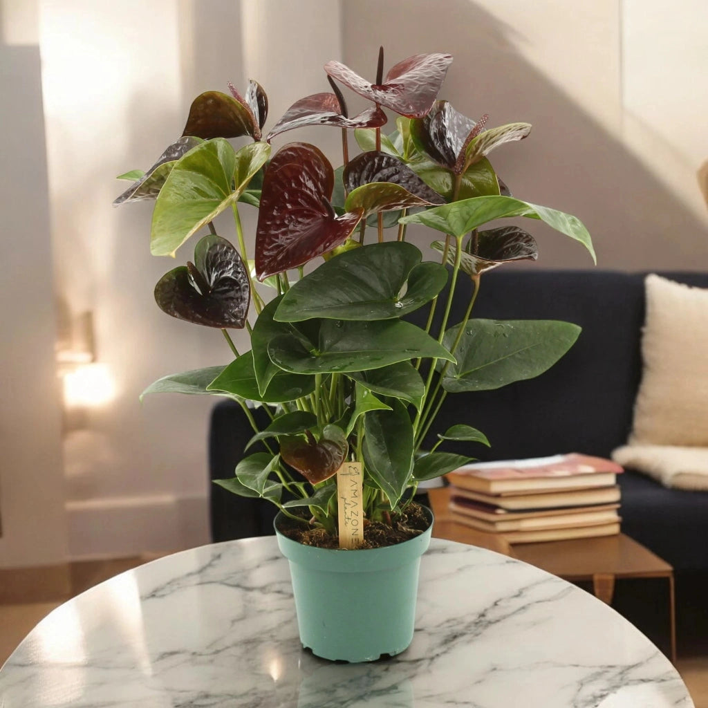 Gardenaria Anthurium andreanum 'Essencia' - Pianta da interno ornamentale Altezza: 50 cm (vaso 14)