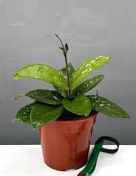 Hoya carnosa Freckles Splash – Pianta tropicale da collezione a foglia variegata