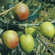 Pianta di ulivo Ascolana oliva da tavola foto reali H 180cm