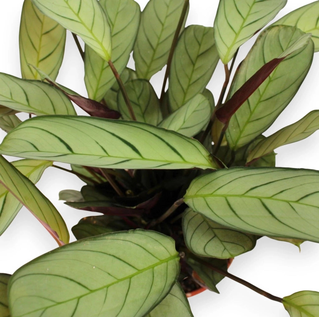 Gardenaria Ctenanthe burle-marxii 'Amagris' - Pianta da interno ornamentale Altezza: 20 cm (vaso 12)
