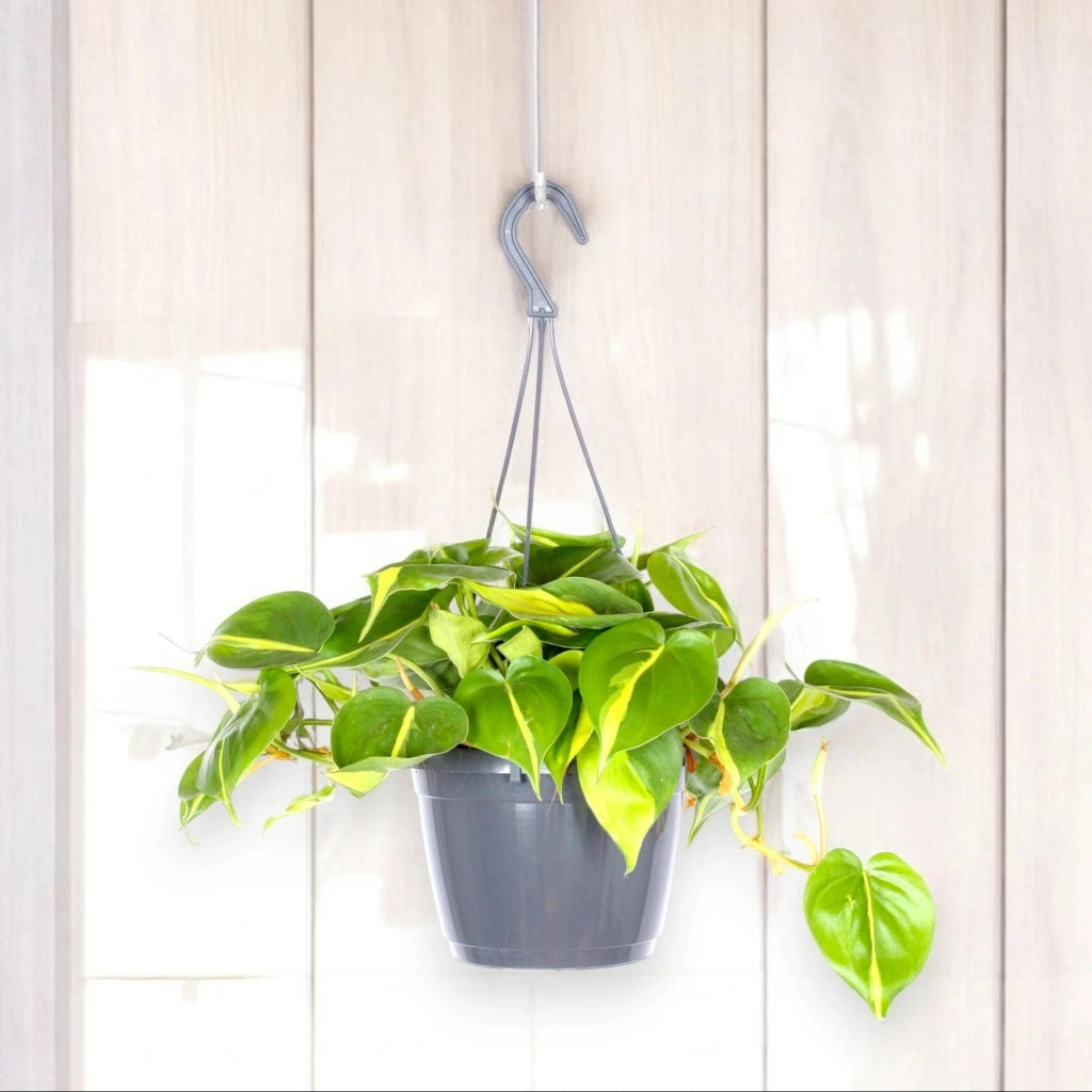 Gardenaria Philodendron scandens 'Brasil' - Pianta da interno ornamentale Altezza: 110 cm (vaso 24)