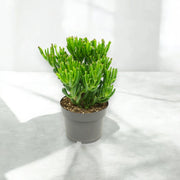 Gardenaria Crassula ovata 'Gollum' - Pianta da interno ornamentale Altezza: 25 cm (vaso 17)
