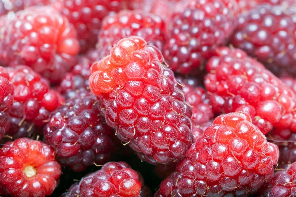 PIANTA DI LOGANBERRY (IBRIDO MORA-LAMPONE) (RUBUS LOGANOBACCUS) H 110cm foto reali