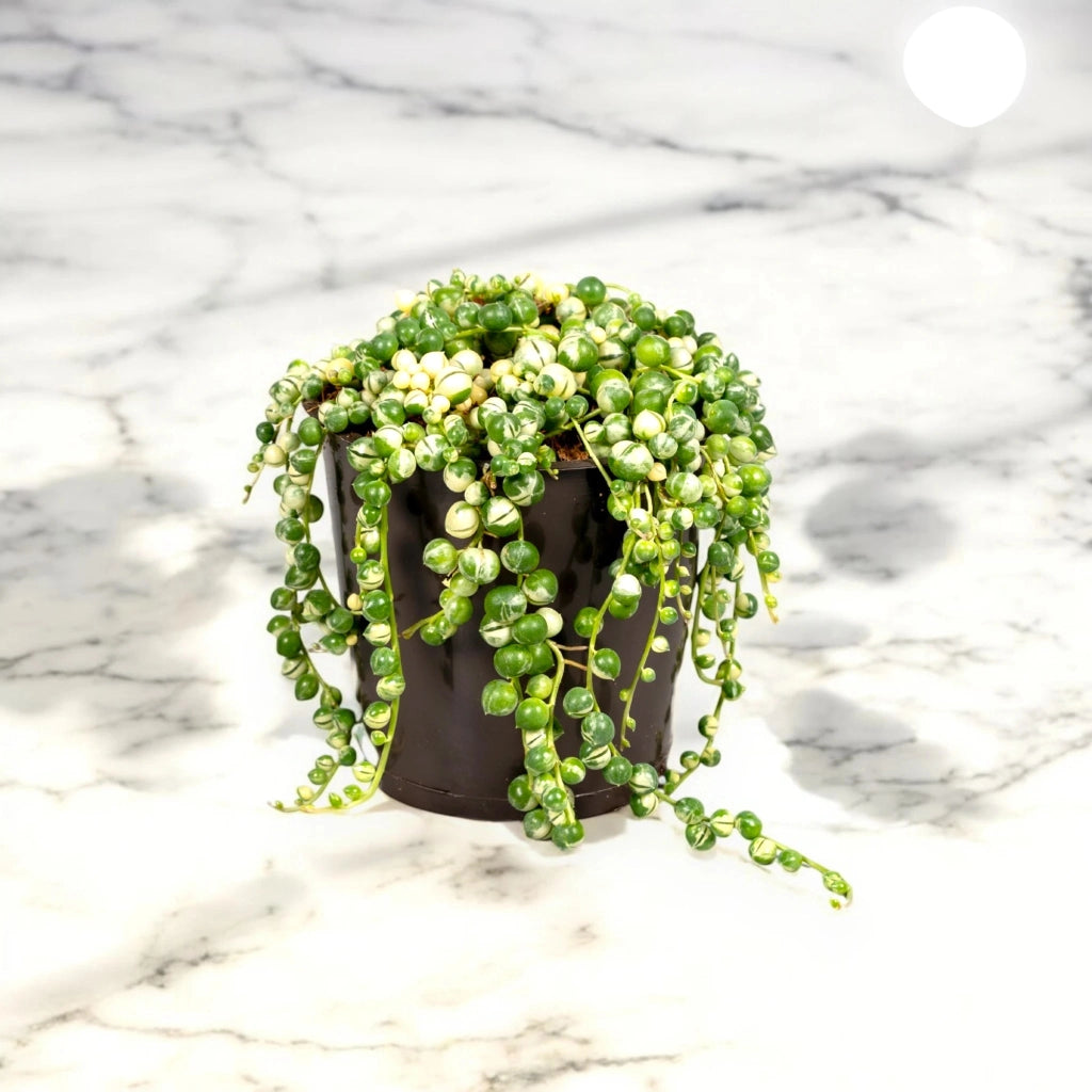 Gardenaria Senecio rowleyanus 'Variegatus' - Pianta da interno ornamentale Altezza: 15 cm (vaso 12)