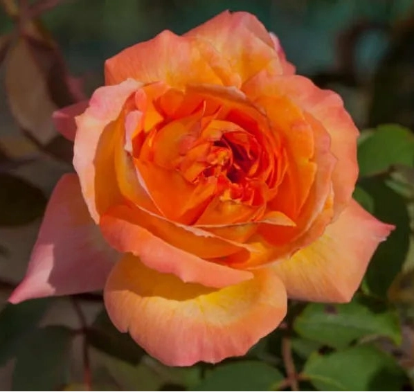 Gardenaria Rosa 'Rene Goscinny' - Rosa da giardino Altezza: 40/50 cm (vaso20)