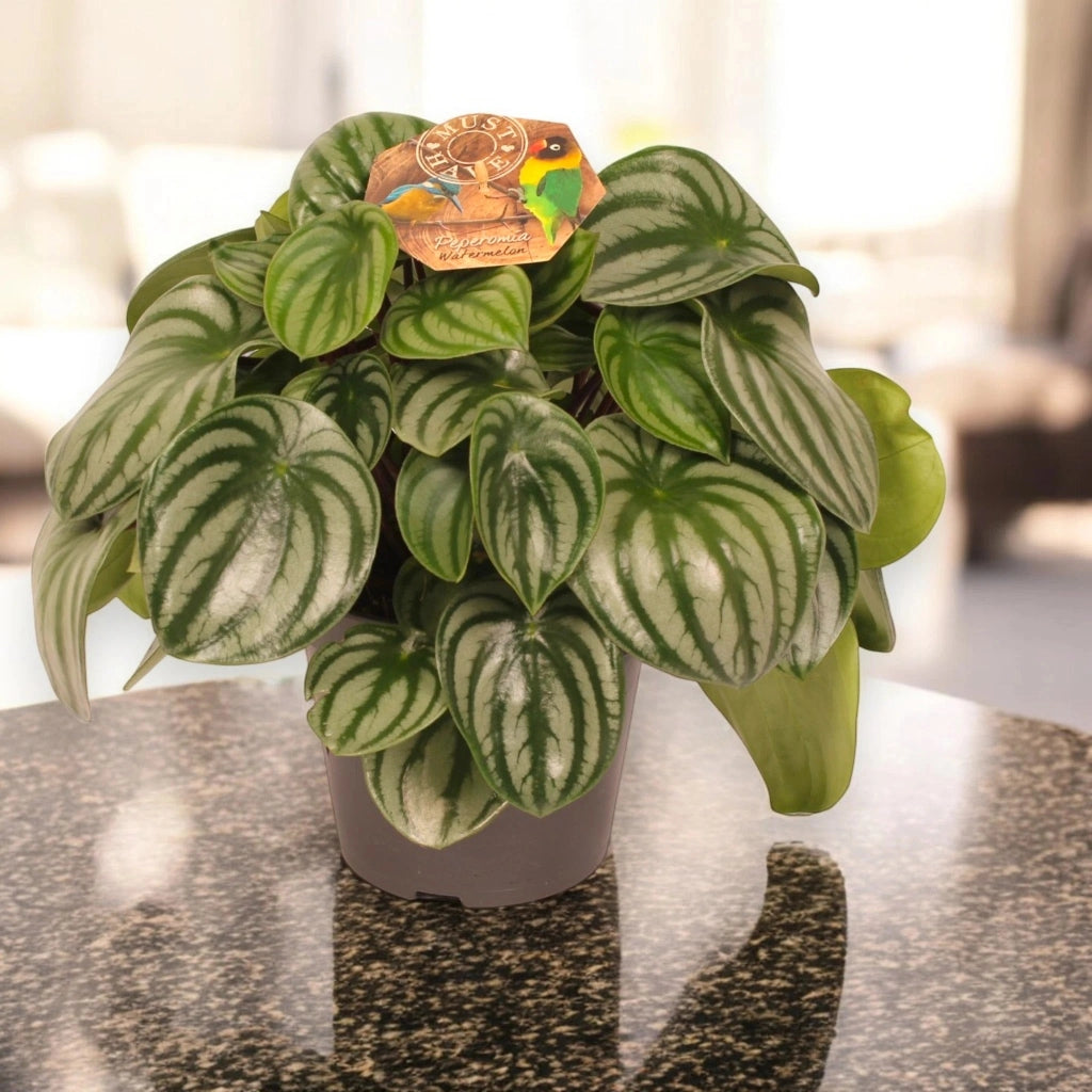 Gardenaria Peperomia argyreia - Pianta da interno ornamentale Altezza: 20 cm (vaso 12)