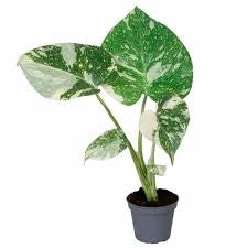 Monstera Thai Constellation vaso 17 cm – Pianta tropicale variegata rara