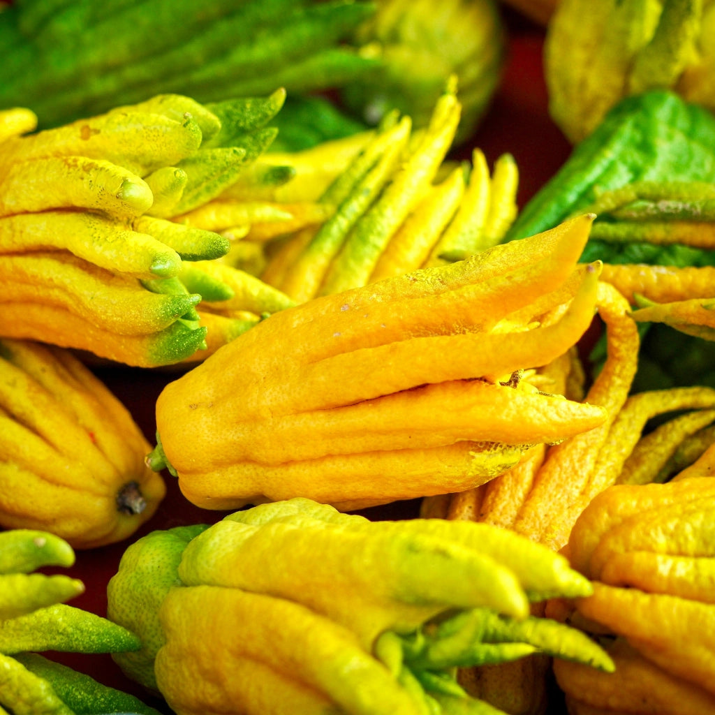 Gardenaria Mano di Buddha - Citrus medica var. sarcodactylus - Pianta di agrume da frutto in vaso Altezza: 60/65 cm (vaso19)