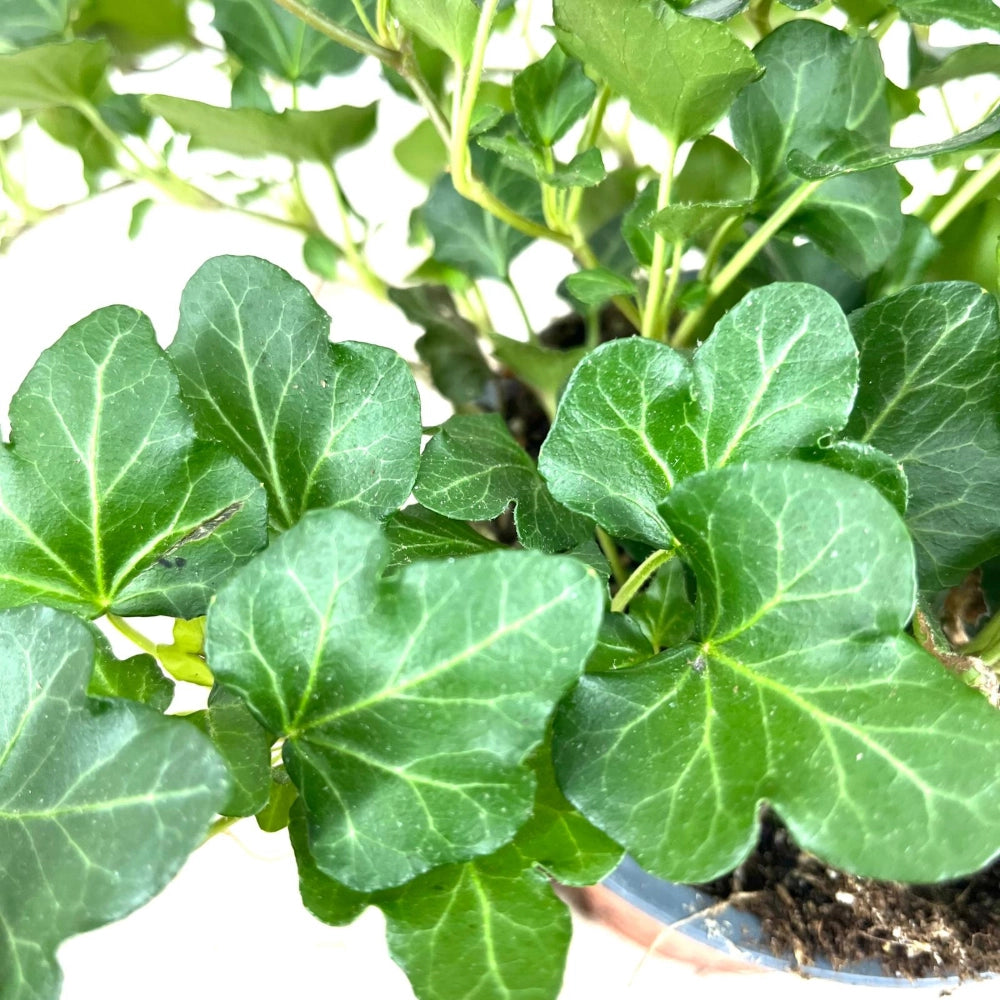 Pianta di Ederina ricadente verde edera pianta  interno in vaso 14 cm AMDGarden