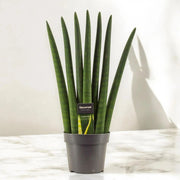 Gardenaria Sansevieria cylindrica 'Fan' - Pianta da interno ornamentale Altezza: 55 cm (vaso 17)