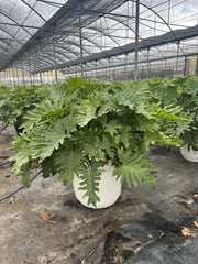 PHILODENDRON SELLOUM SHANGRI-LA VASO 60