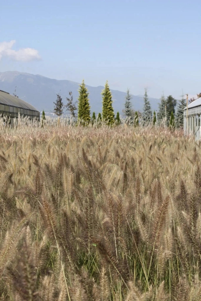 Gardenaria Pennisetum alopecuroides 'Moudry' - Graminacea ornamentale da esterno Altezza: 40 cm (vaso 17)