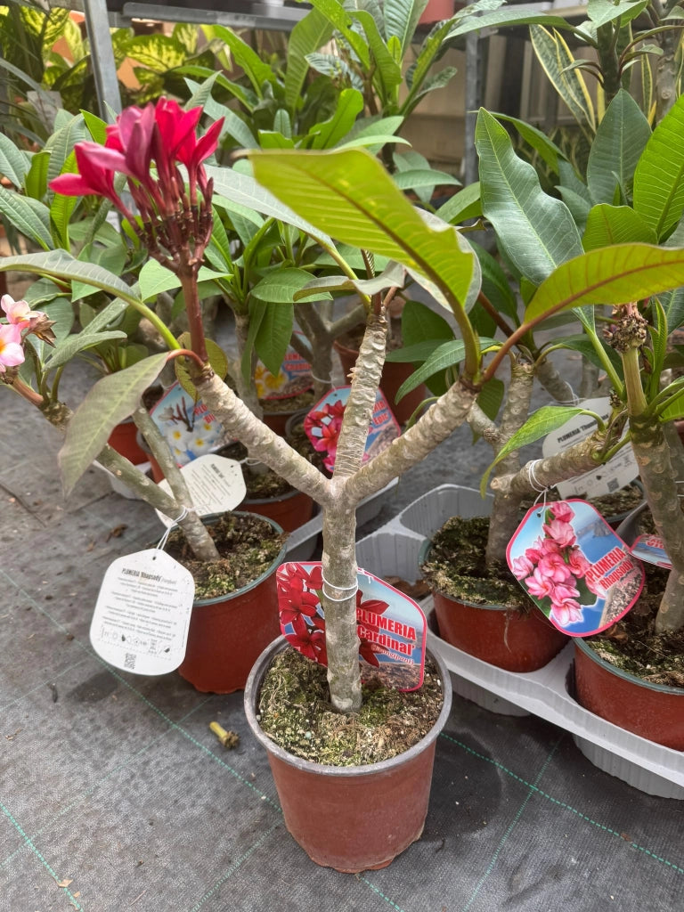 Pianta di plumeria frangipane 'cardinal', vaso 15cm h 50cm, foto reale