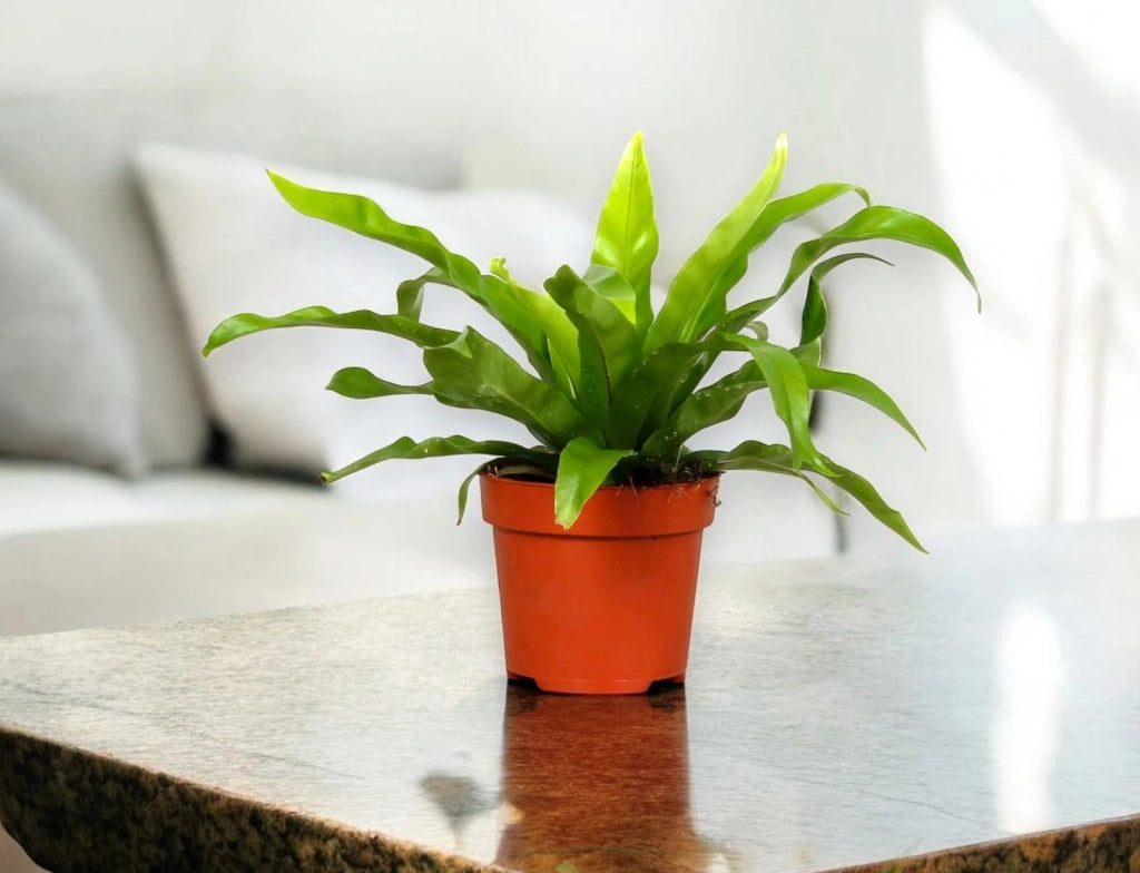 Gardenaria Asplenium antiquum - Pianta da interno ornamentale Altezza: 25 cm (vaso 12)