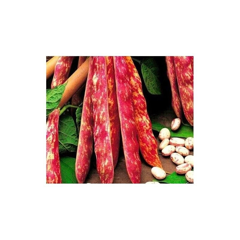 BUSTINA SEMENTI FAGIOLO NANO BORLOTTO DA SGRANO 250 GR