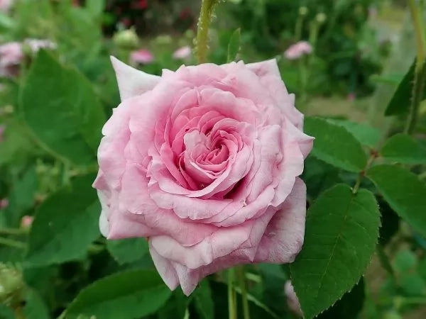 Rosa Berenice: eleganza delicata e fioritura abbondante dal fascino classico