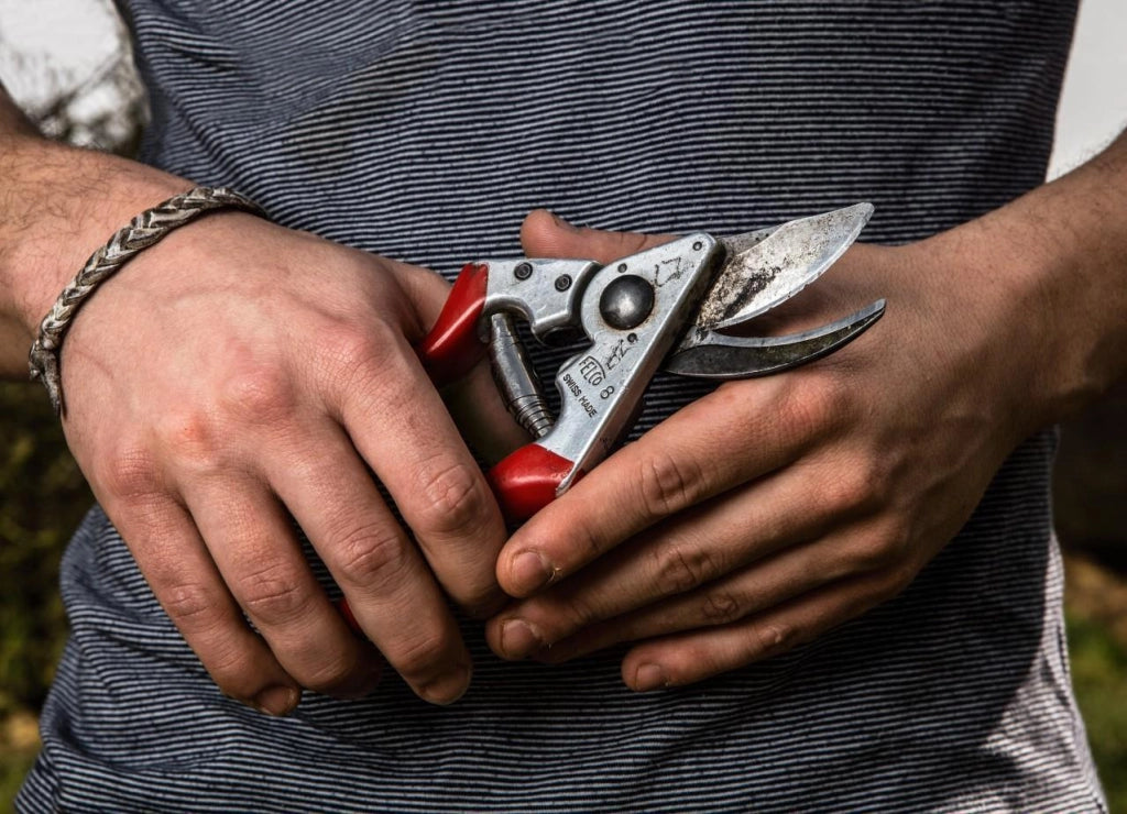Felco 8 cesoia da potatura Incudine Rosso