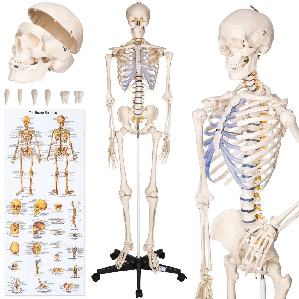 Scheletro umano a grandezza naturale anatomia del corpo umano modello anatomico dello scheletro umano articolato corpo umano cranio umano educativo 2008247