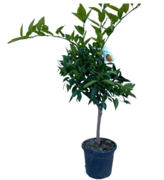 Pianta di Clementino Rosso Rubino vaso 24cm H150cm di 3 anni