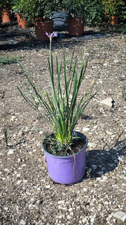 TULBAGHIA VIOLACEA (AGLIO SOCIETARIO) VASO 18