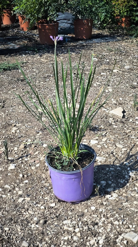 TULBAGHIA VIOLACEA (AGLIO SOCIETARIO) VASO 18