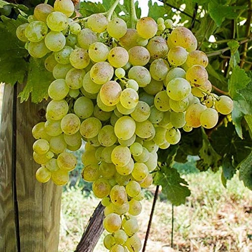 Pianta di UVA VITE innestata DA TAVOLA ZIBIBBO VINO  bianca in vaso 16 cm AMDGarden