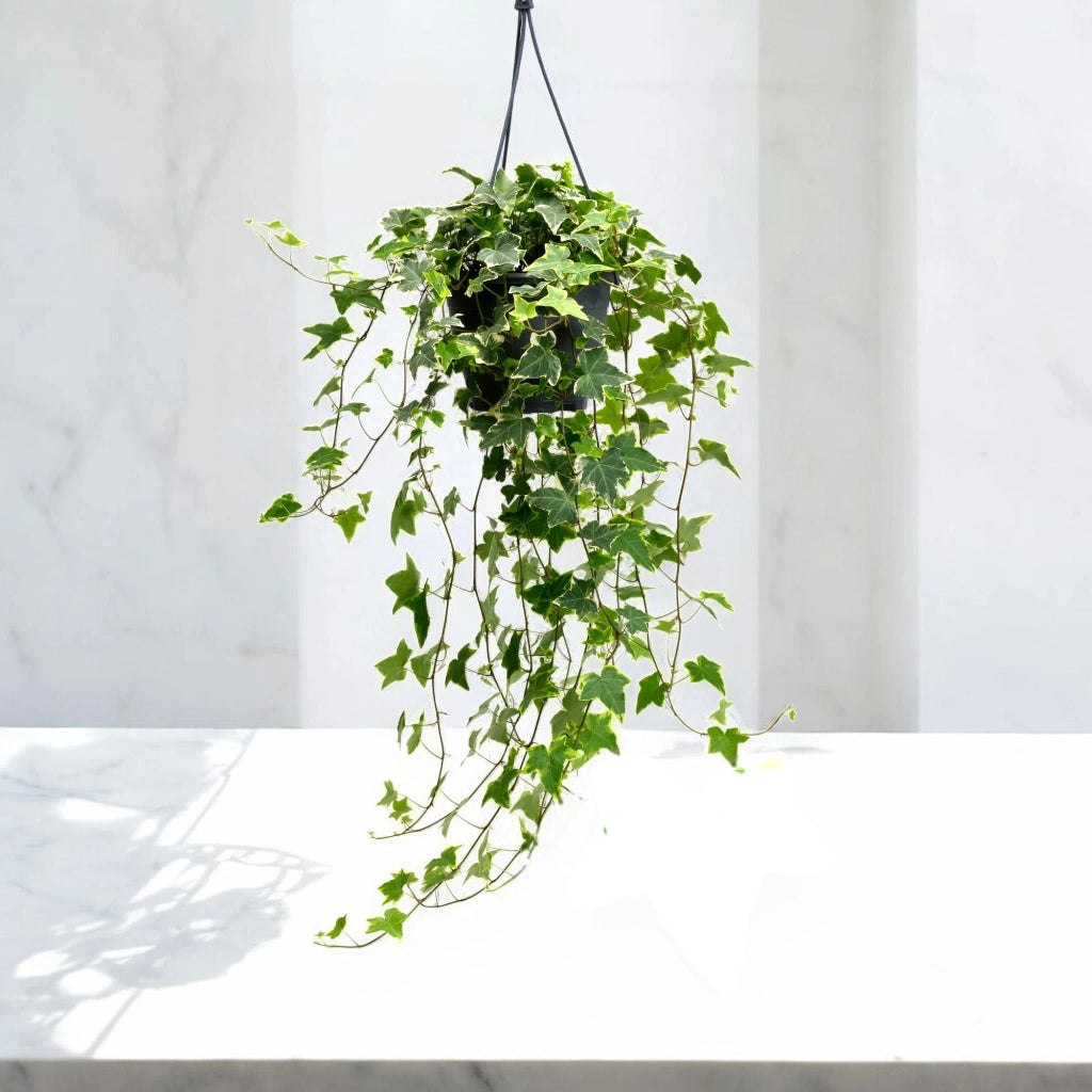 Gardenaria Edera - Hedera helix 'Goldchild' - Pianta da interno ornamentale Altezza: 50 cm (vaso 19)