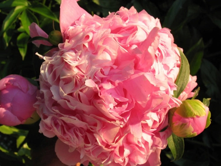 Pianta di PEONIA ‘Sarah Bernardt’ Lactiflora Fiori doppi, color rosa Foto Reali