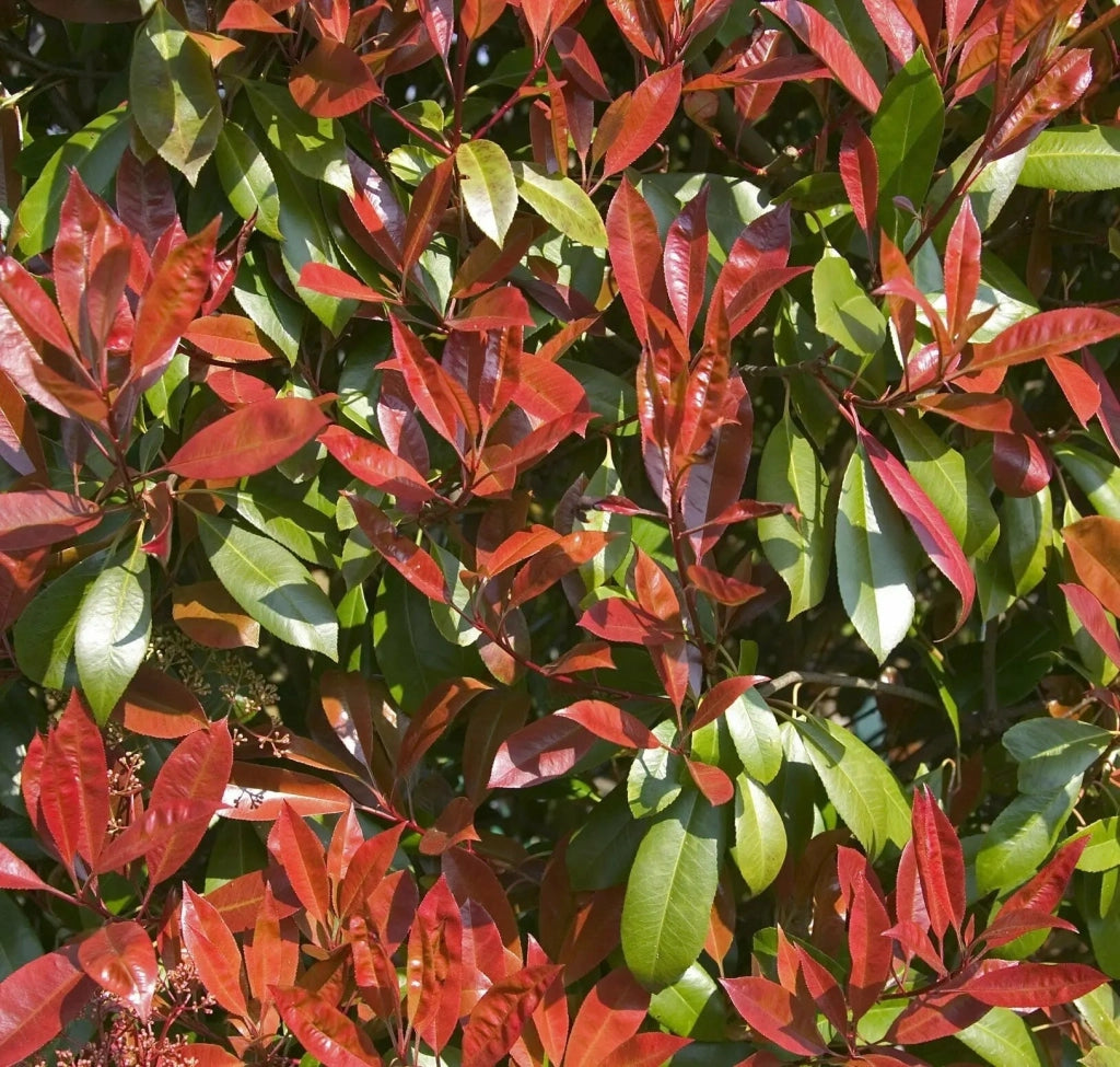 Gardenaria Photinia fraseri 'Red Robin' - Arbusto ornamentale da giardino Altezza: 125/175 cm (vaso24)