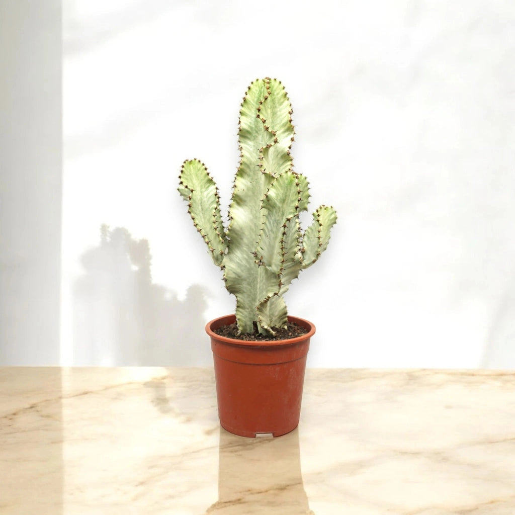 Gardenaria Euphorbia ingens variegata - Pianta da interno ornamentale Altezza: 55 cm (vaso 20)